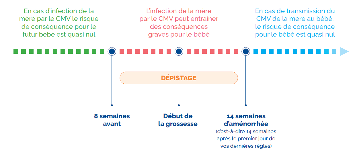 Infographie DEPISTAGE CMV